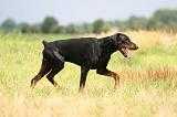 DOBERMANN 1276